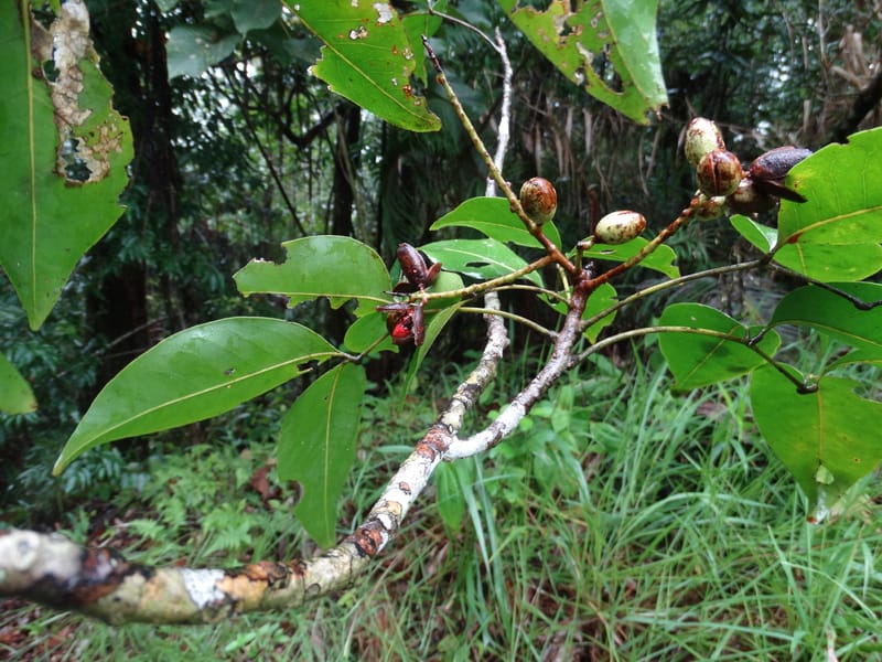 Lepidocupaniopsis concolor, Munzinger, J 7390--Fiji. Across the road from Waisali RF. 8 Nov 2015. DSC00330 (286).JPG