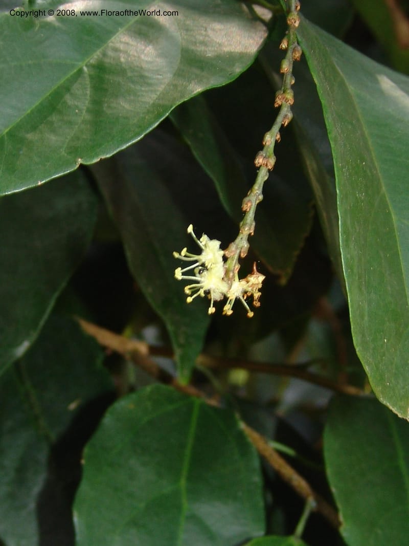 Tannodia swynnertonii--So. Africa. Lowveld Nat. Bot. Gard. 14 Mch 05. 395.jpg