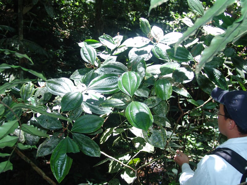 Miconia affinis, AAraujoM1253--Bolivia. Pq. Nac. Madidi. Chalalan. Send. Anta. 30 Nov 04. 273.jpg