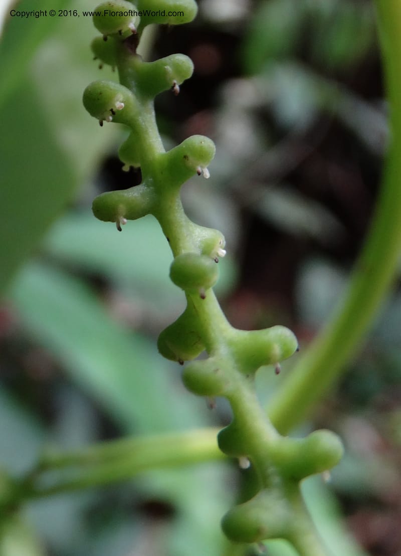 Piper, Davidson, C 12675--Sabah. Danum Valley. 4 Oct 2014. DSC01741 (238).JPG