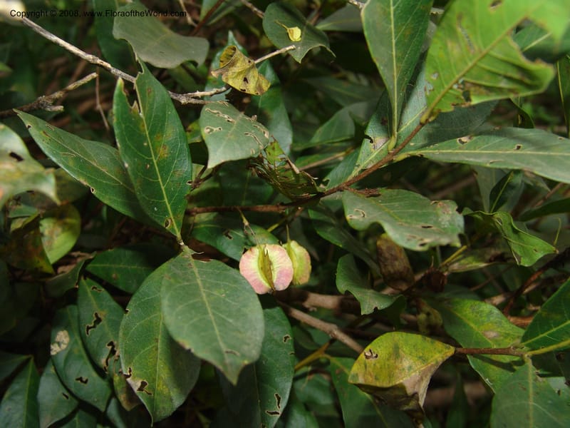 Combretum nelsonii--So. Africa. Lowveld Nat. Bot. Gard. 14 Mch 05. 092.jpg