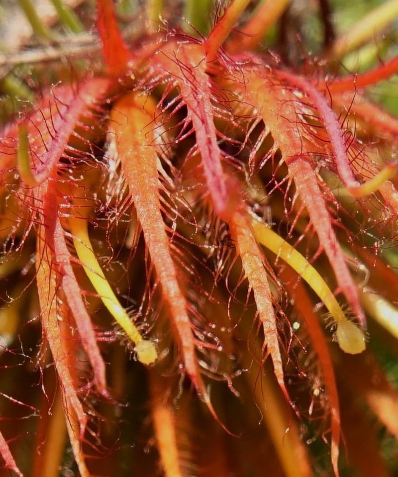Darwinia, Davidson, C 13419A--Australia. W.A. Tootbardie Rd.-Coorow Rd. 23 Oct 2016. DSC04758 (41).JPG
