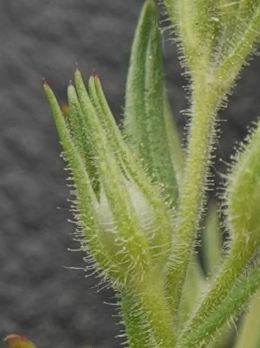 Microsteris gracilis, C. Davidson 13756--Oregon. Wallowa Co. Zumwalt.Trail Cr. Rd. 4 Jun 2018. DSC04078 (225).JPG
