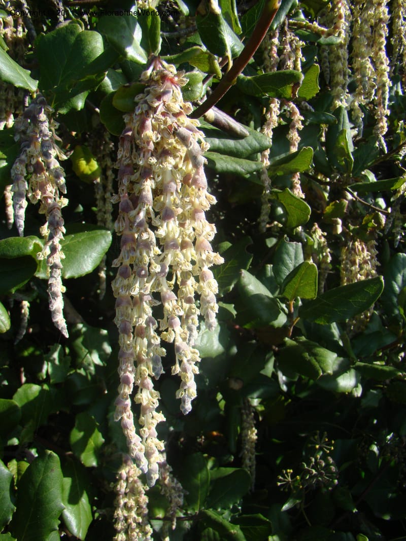 Garrya elliptica, C. Davidson 11826--CA. Moonstone Beach. 26 Jan 2011. 012 (9).jpg
