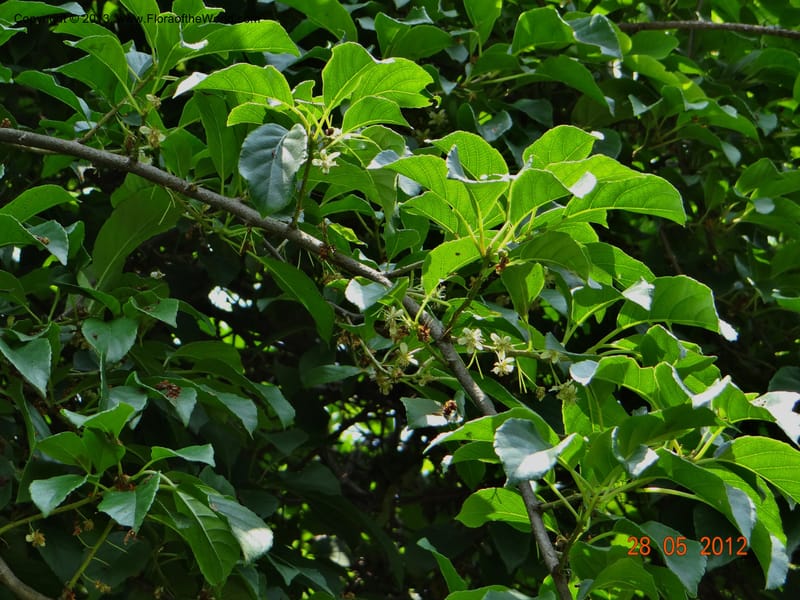 Actinidia callosa var. discolor, Li Pan 1205270--China, Zhejiang, Shunxi, 28 May 2012 090 (1).JPG