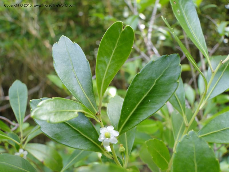 Ilex glabra, Mori, S 27396, USA, North Carolina, Johnson Co., Hwy 50, 3 km SE of Benson, 21 May 2010 (15).JPG