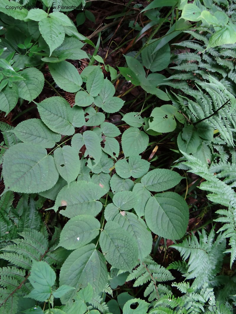 Astilbe grandis, Davidson, C 11953--China. Zhejiang Priv. Tian Mu Shan. 31 May 2012. DSC00927 (100).JPG