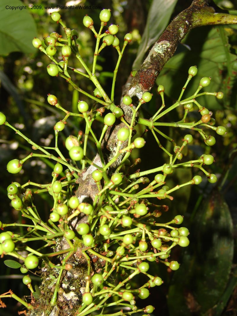 Tovomita, DNeill15784--Ecuador. Prov. Zamora Ch. C. del Condor. Las Orquideas. 16 Sep 07. 353.jpg