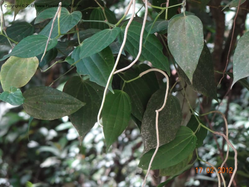 Piper sp. unk., Martinez-Melendez, M 428--Mexico, Chiapas, Palenque-Ocosingo 17 Feb 2012  3275 (7).JPG