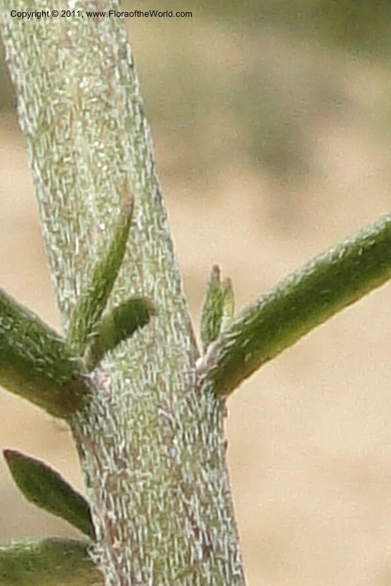 Erysimum capitatum, C. Davidson 11851--Oregon. Malheur Co. Leslie Gulch. 30 June 2011. 161 (17).jpg