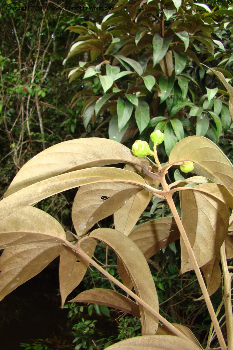 Nectandra, Vasquez 34819--Peru. Loreto. Dist. Nauta. Qbda Nawapa, Rio Tigre. 11 Nov 08. 357.jpg