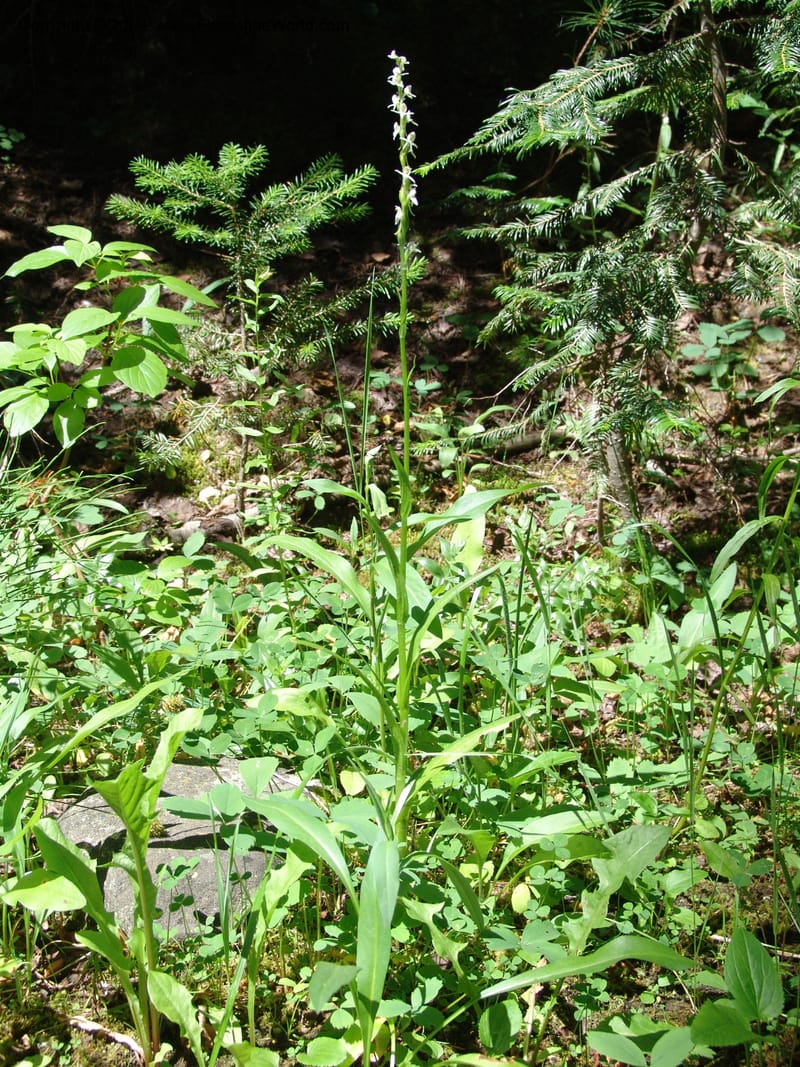 Platanthera dilatata v. leucostachys--ID. Valley Co. Sylvan Beach reservoir and trail. 24 Jul 05. 130.jpg