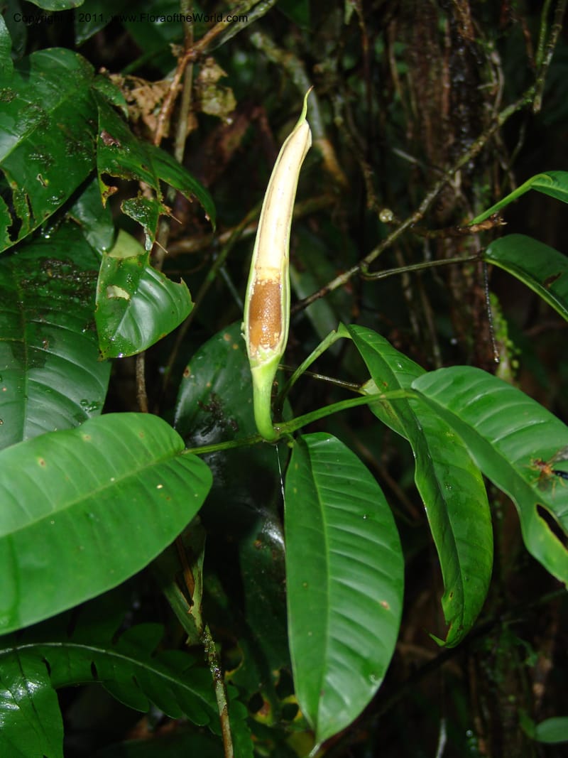 Philodendron, RVasquez31577--Peru. Prov.  Oxa. Estac. Paujil. Camino  Pozo Tigre. 17 Oct 06. 208.jpg