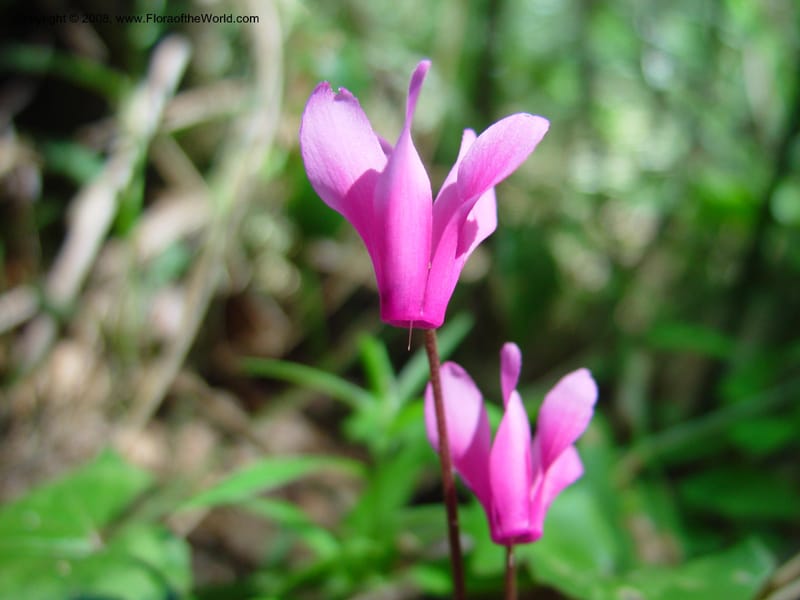 Cyclamen repandum--Italy. Abruzzo. Ris. Torino di Sangro. 5 May 03. 033.jpg