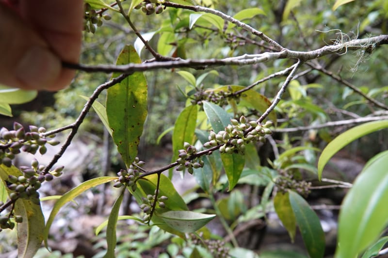 Rapanea faberi, D. Boufford 44108--China. Yunnan. Lao jun Shan. 30 Apr 2018. DSC00424 (306).JPG