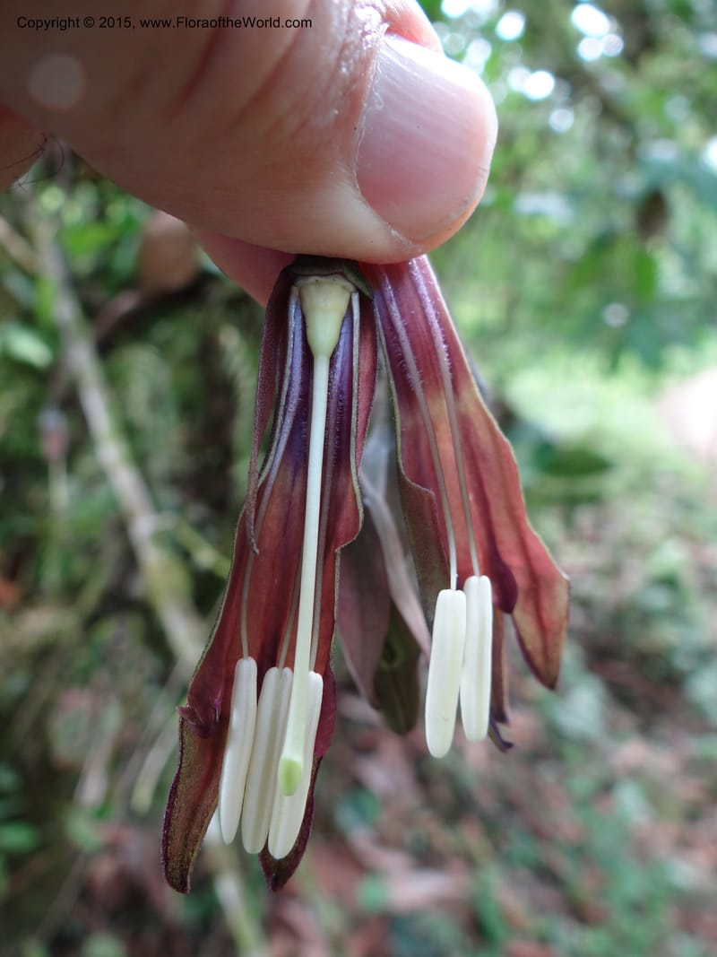 Merinthopodium neuranthum, Hammel 26105--Costa Rica. Road into Ranchos Tinamu. 3 Mar 2012. DSC03548 (99).JPG