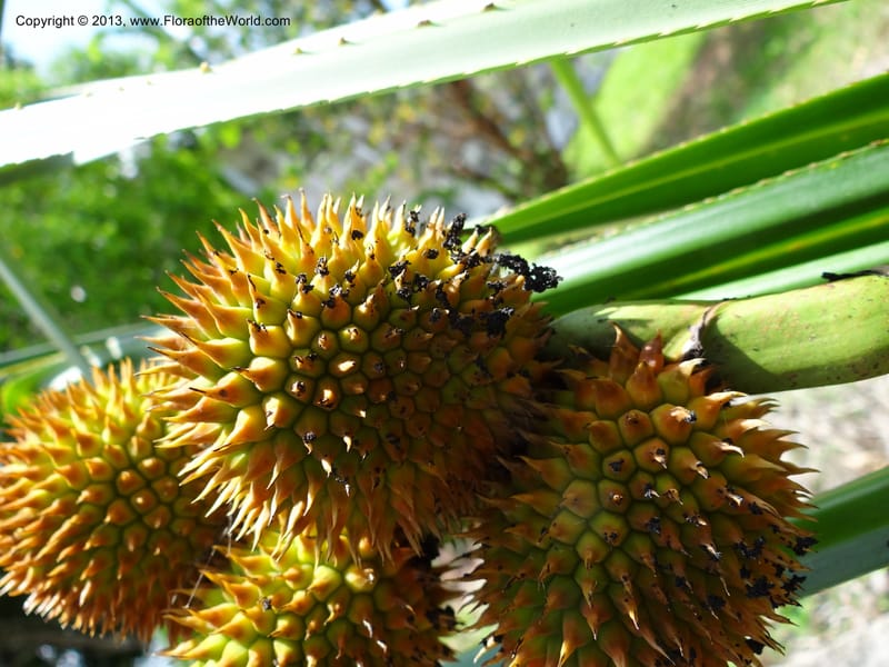 Spiny syncarps clustered among linear, serrate leaves