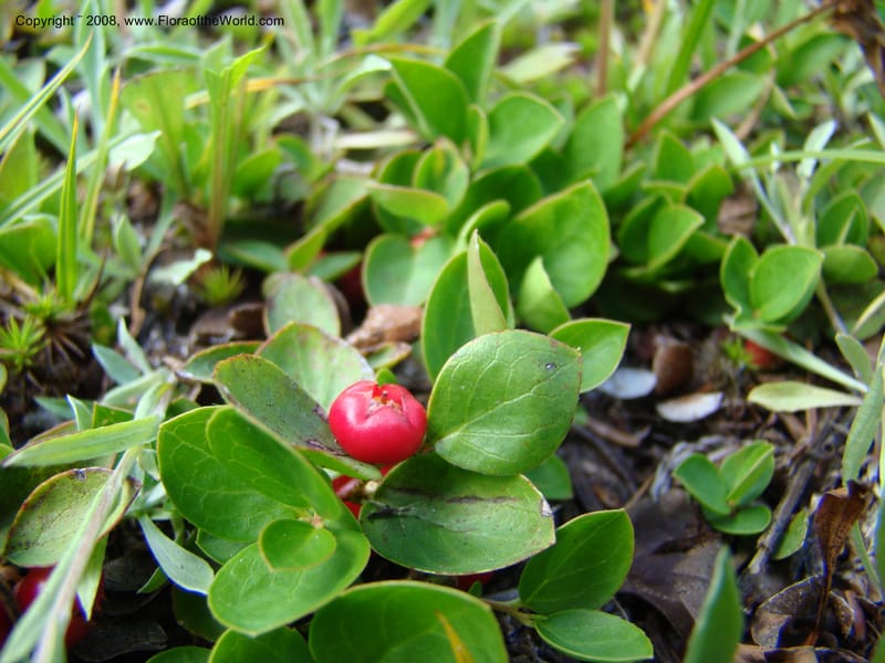 Gaultheria humifusa, CDavidson11280--ID. Idaho Co. Granite Lake. 25 Aug 08. 047.jpg