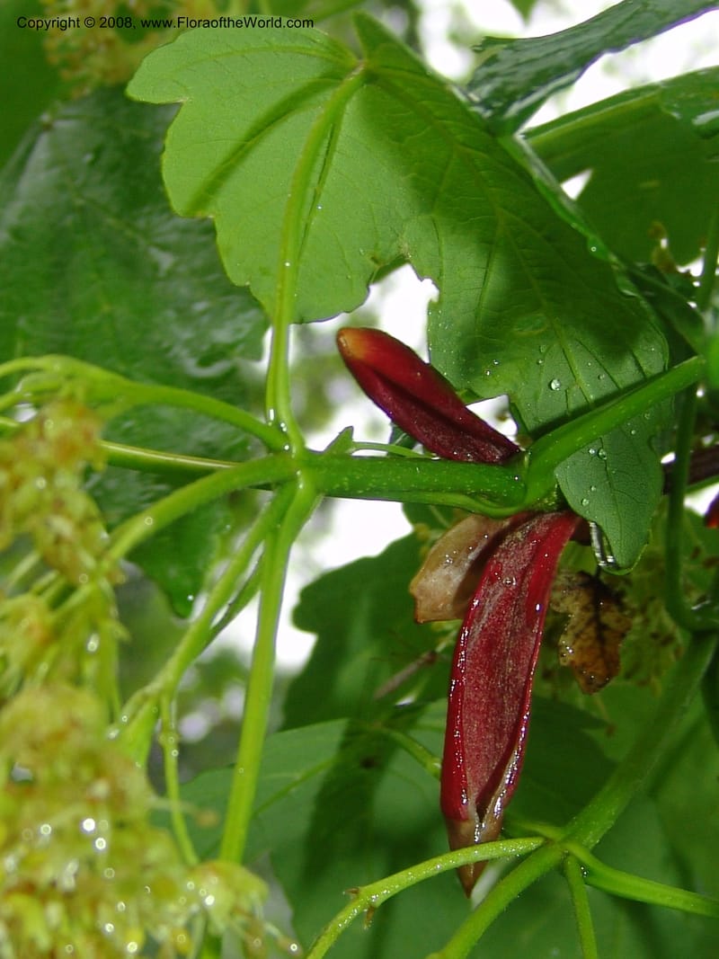 Acer trautevetterii--Georgia. 2 km S of Bakuriani, rd to Khrats'koros. 6 Jun 05. 092.jpg