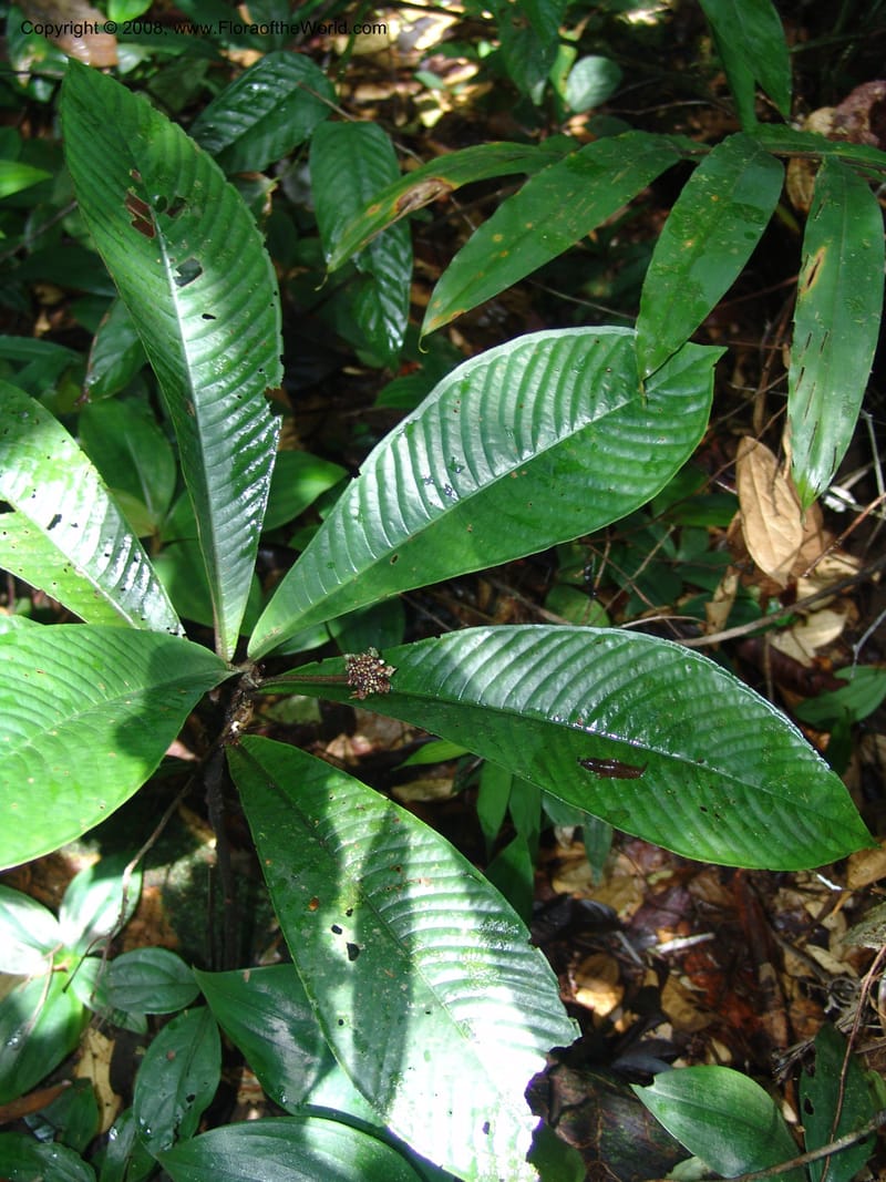 Psychotria, MLeal1077--Gabon. Prov. Estuaire. Monts de Cristal. 13 Apr 06. 179.jpg