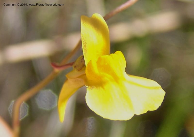 Utricularia prehensilis--So.Africa. E. Cape. Umtamvuna Nat. Res. 11 Mch 05. 269a.jpg