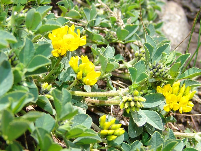 Medicago dzhawakhetica--Georgia. Vic. of Tskhrats'karo Pass. 7 Jun 05. 250.jpg