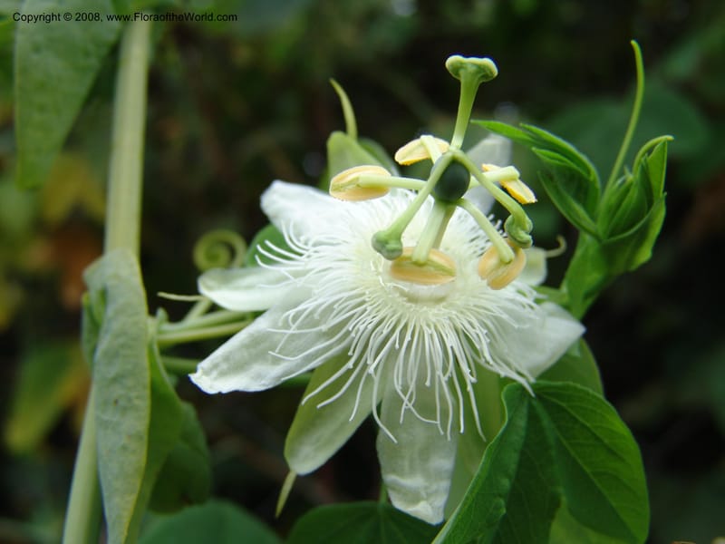 Passiflora--Kenya. Limuru. Brackenhurst Bot. Gard. 11 Jul 04. 057.jpg