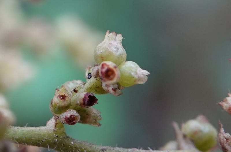Wendlandia ligustrina, D. Boufford 44129--China. Yunnan. Meizi Lake Park. 3 May 2018. DSC01424 (233).JPG
