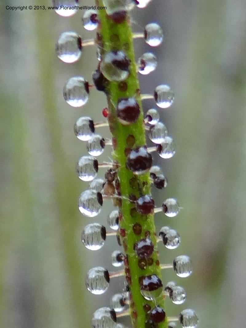 Drosophyllum lusitanicum, Davidson, C 12167--Spain. Andalucia. Parque Natural Alcornocales. 28 May 2013. DSC05381 (42).JPG