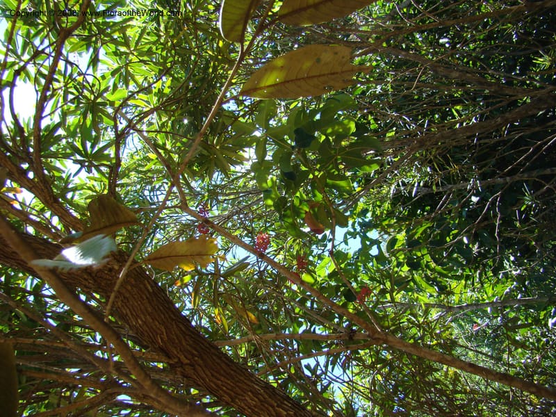 Geissois, JMunzinger4673--N.Caled. Dumbea Dam, Dumbea Riv, S of Noumea. 11 Nov 07. 116.jpg