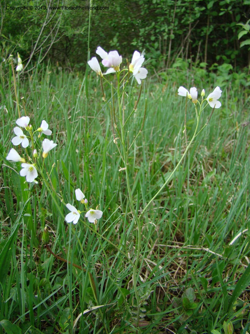 Rorippa, C. Davidson 11200--Slovenia, Notranjska Region, Meadow near Planina at Unica River, 16 May 2008018 (13).jpg