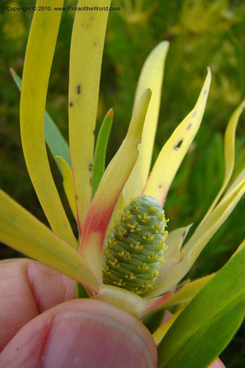 Leucadendron eucalyptifolium, C. Davidson 11495--South Africa. W. Cape. Korente River. 22 Aug 09. 344 (94).jpg