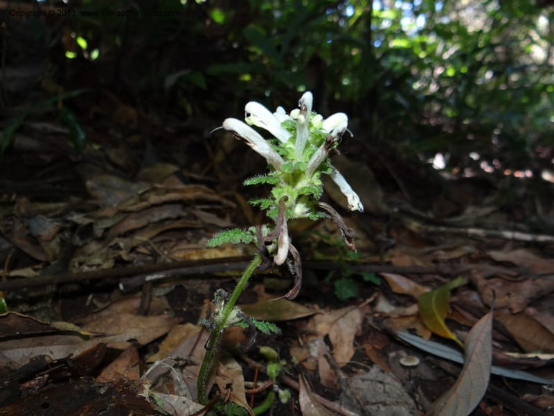 Pedicularis, VC 5501--Thailand. Chiang Mai. Doi Inthanon Nat. Park. 8 Nov 2012. DSC07747 (54).JPG