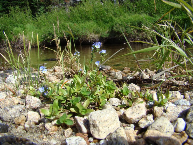 Veronica serpyllifolia ssp humifusa, CDavidson11275--ID. Idaho Co. Warren Wagon Rd., Sesesh Cr. 24 Aug 08. 065.jpg
