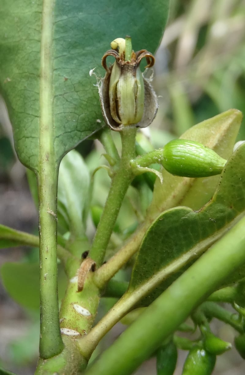 Pittosporum, Lowry, P 7341--Fiji. Vesidrua Vill. 5 Nov 2015. DSC09215 (114).JPG