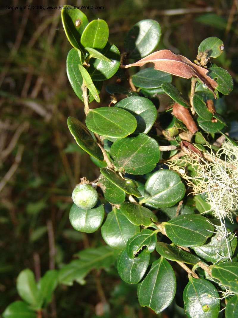 Hugonia, ZRogers1198--Madag. Anjozorobe, Aire Protegee, E Antsahabe. 17 Nov 06. 141.jpg