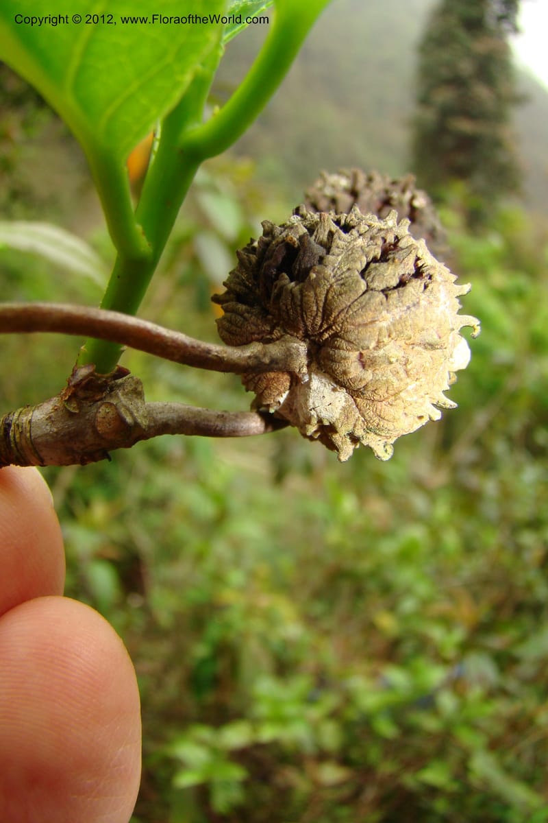 Altingia siamensis, Regalado 1662--Viet Nam. Hoang Lien Son. 7 Apr 09. 129 (15).jpg