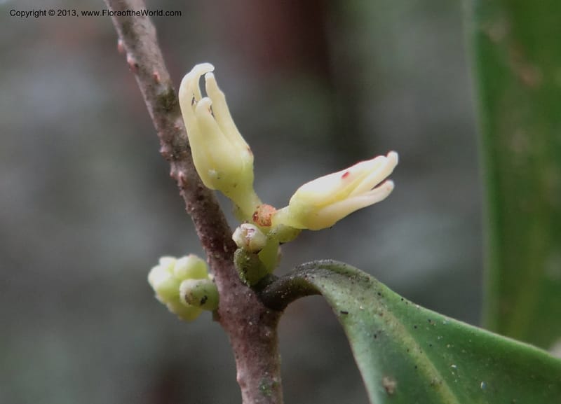 Chionanthus axillaris, Gray, B 9651--Australia. Queensland. Mt. Edith Rd. Tinaroo Hills. 14 Nov 2013. DSC08637 (114).JPG