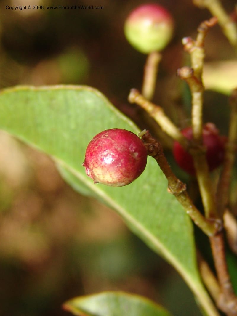 Syzygium, ZRogers1200--Madag. Anjozorobe, Aire Protegee, E Antsahabe. 17 Nov 06. 200.jpg