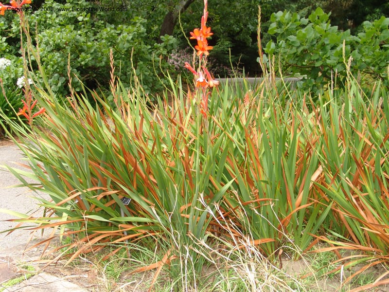 Watsonia intermedia--CA. San Francisco Arbor. 3 Jul 07. 230.jpg
