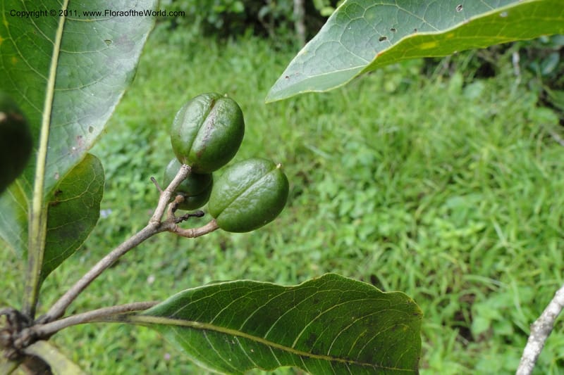 Pittosporum, J. Munzinger 6513--Fiji. Nadarivatu Nature Reserve. 10 Feb 2011. 026 (282).jpg