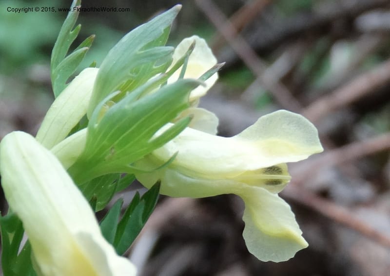 Corydalis, Not collected--China. Sichuan. ShaShiDuo. 8 May 2014. DSC04232 (133).JPG