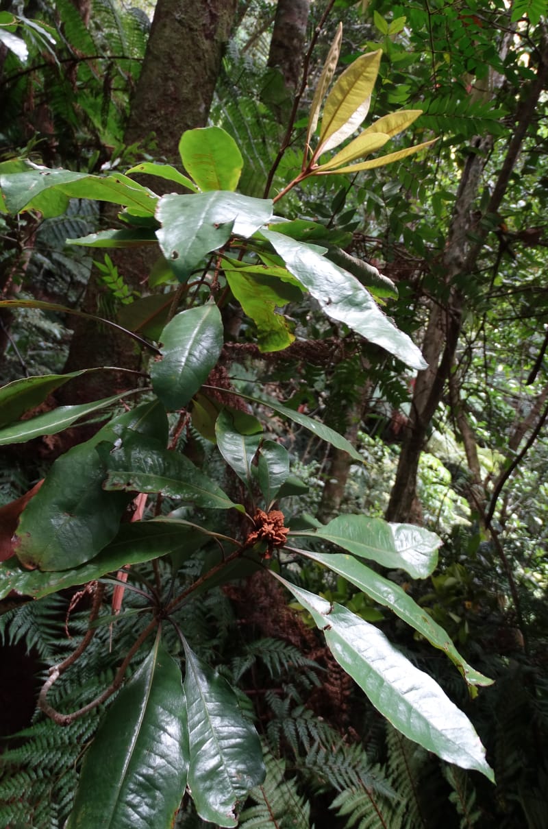 Pittosporum, Bruy, D 117--New Caledonia. Haute Robinson. 11 Nov. 2015. DSC00909 (190).JPG