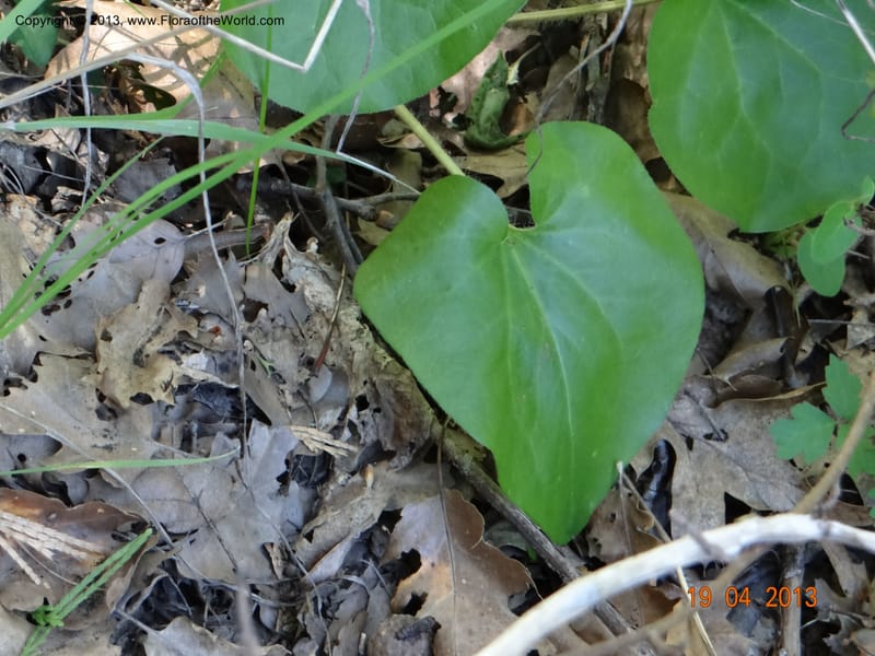 Asarum sp. unk., Davidson, C 12133--USA, California, Nevada Co. 19 Apr 2013  0152 (1).JPG