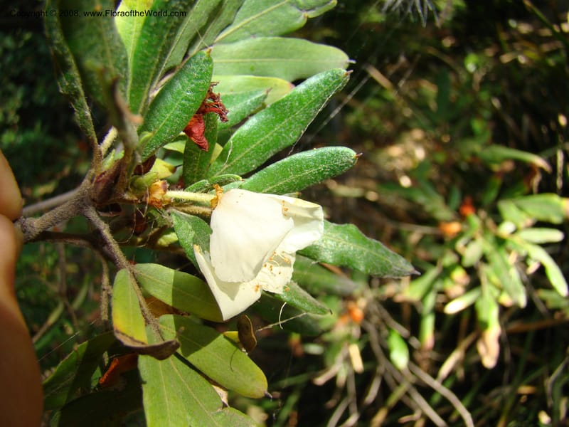 Eucryphia moorei--Australia. Royal Botanic Garden, Melbourne. 19-20 Mch 08. 070.jpg