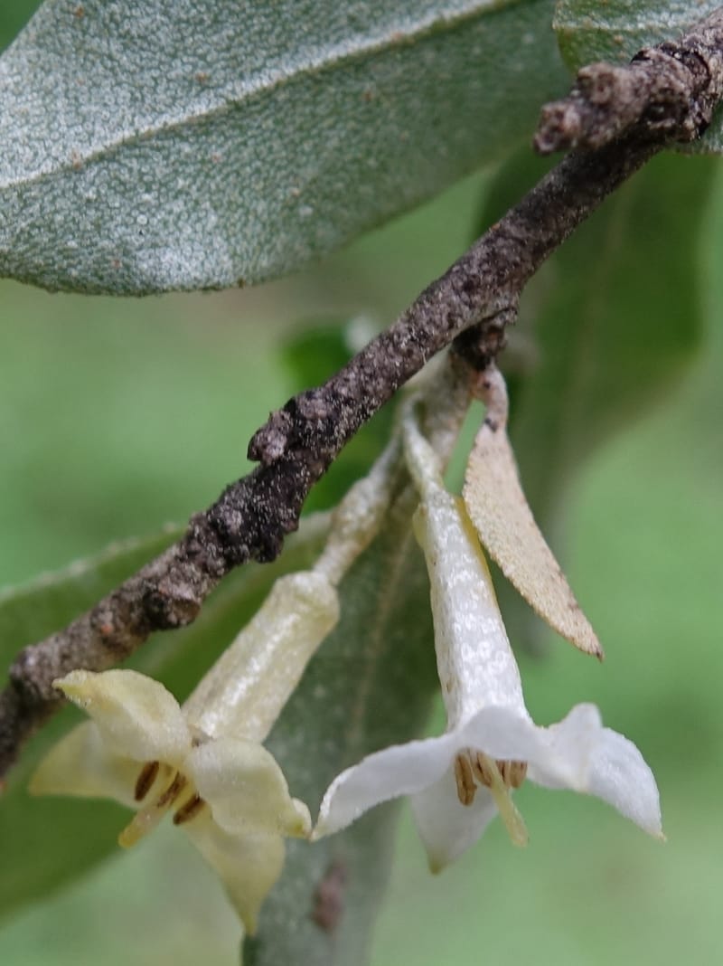 Elaeagnus umbellata, Tseng Yu-Hsin 1323--Taiwan. Dayaling jct on Highway 7. 21 May 2016. DSC03612 (8).JPG