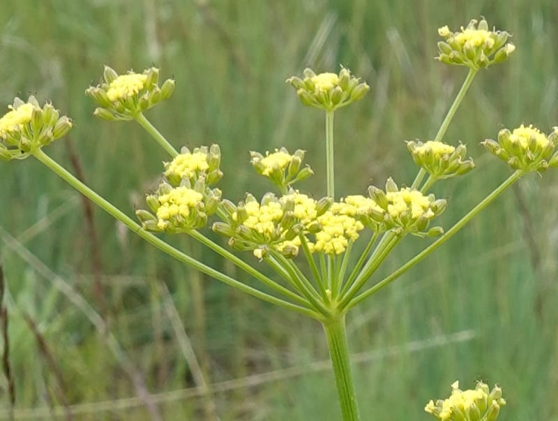 Lomatium triternatum, C. Davidson 13753--Oregon. Wallowa Co. Zumwalt.Trail Cr. Rd. 4 Jun 2018. DSC04078 (125).JPG