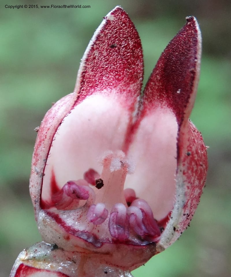 Asarum, Boufford, D 43xxx--China. Sichuan. LiXian. MiYaLuo. 9 May 2014. DSC04513 (257).JPG