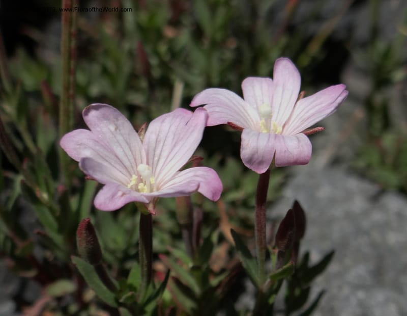 Epilobium, WDS 34141--Chile. P.N. Laguna del Laja. Ski lodge. 18 Feb 2013. DSC01783 (15).JPG
