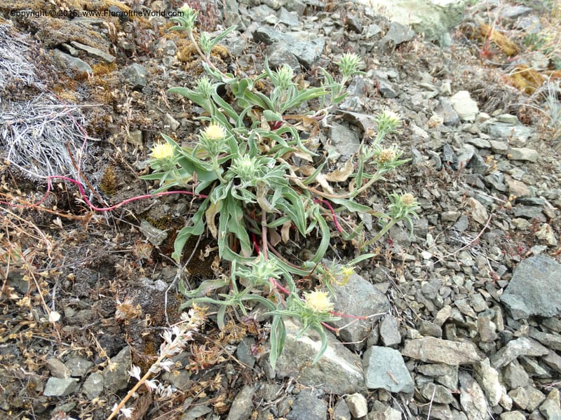 Pyrrocoma, Davidson, C 12630--ID. Idaho Co. Seven Devils Campground. 11 Aug 2014. DSC00412 (40).JPG